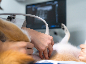 영상검사 (방사선, 초음파)