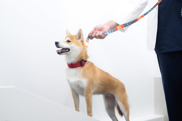 강아지에게 목줄을 차고있는 사진